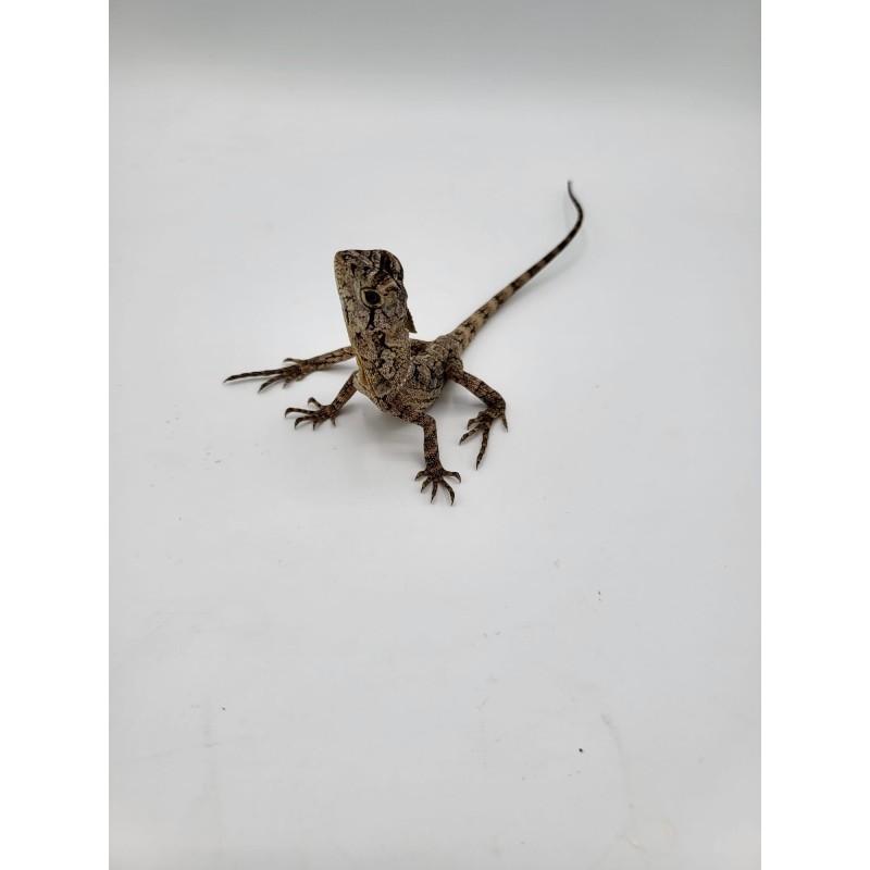 lezard a collerette chlamydosaurus kingii