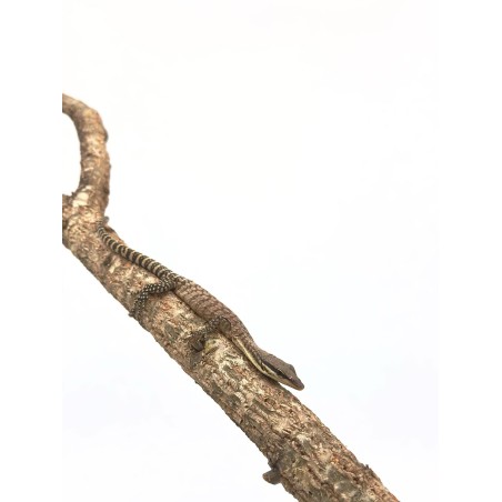 Vente en ligne varan arboricole Varanus Glaeurti
