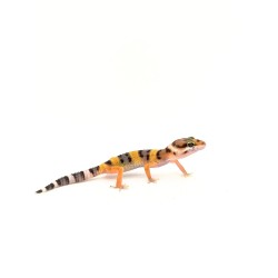 Achat reptile : Eublepharis Macularius - Gecko Léopard