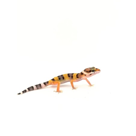 Achat reptile : Eublepharis Macularius - Gecko Léopard