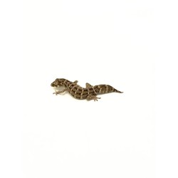 Vente en ligne gecko vipère Hemidactylus Imbricatus