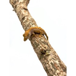 Achat Gecko à crête Lily White Correlophus Ciliatus