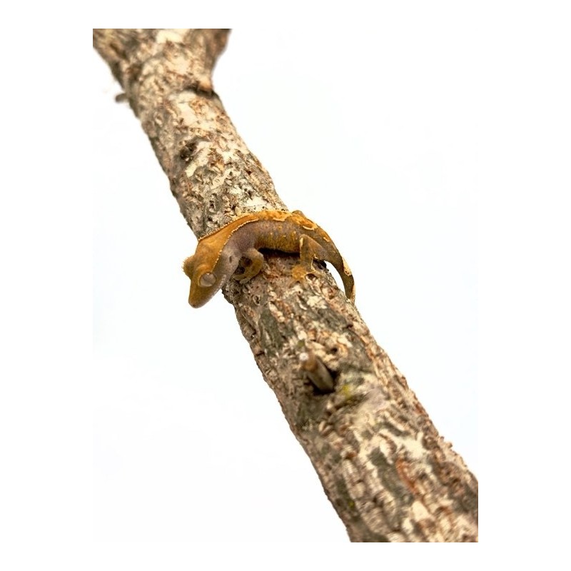 Achat Gecko à crête Lily White Correlophus Ciliatus