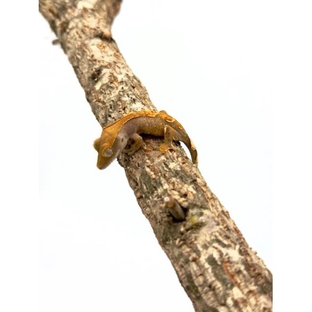 Achat Gecko à crête Lily White Correlophus Ciliatus