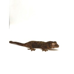 Boutique gecko mousse Rhacodactylus Chahoua en ligne