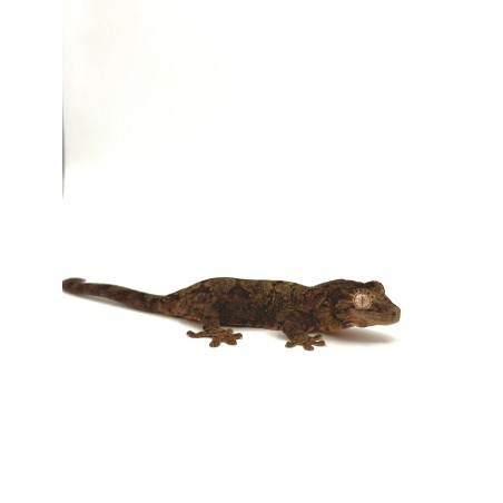 Boutique gecko mousse Rhacodactylus Chahoua en ligne