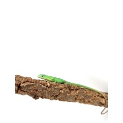 Commande en ligne lézard vert arboricole Gastropholis Prasina