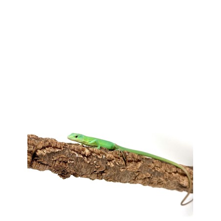 Commande en ligne lézard vert arboricole Gastropholis Prasina