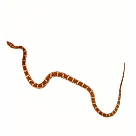 Achat en ligne couleuvre des blés Pantherophis Guttatus