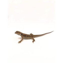 Achat reptile : Pogona vitticeps agame barbu juvénile