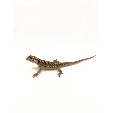 Achat reptile : Pogona vitticeps agame barbu juvénile