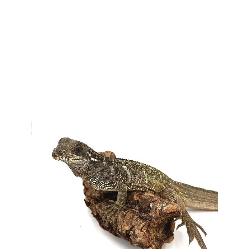 Acheter Hyrosaurus Microlophus - Agame voilier de Sulawesi