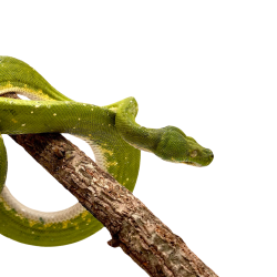 Acheter Morelia Viridis Python Vert en ligne