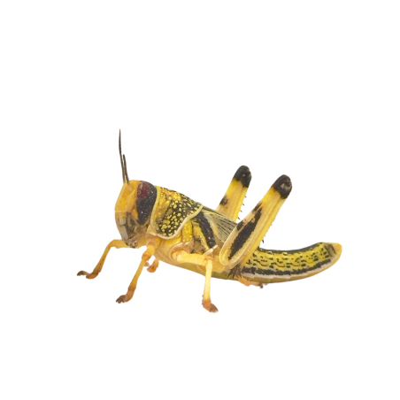 Vente de criquet Pèlerin pour alimentation reptile