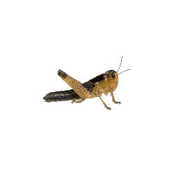 Achat criquet migrateur taille moyenne pour alimentation reptile