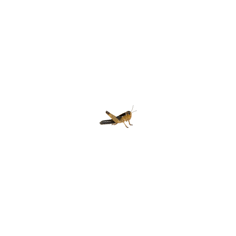 Achat criquet migrateur taille moyenne pour alimentation reptile