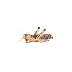 Criquet migrateur adulte en vente pour nourrir votre reptile