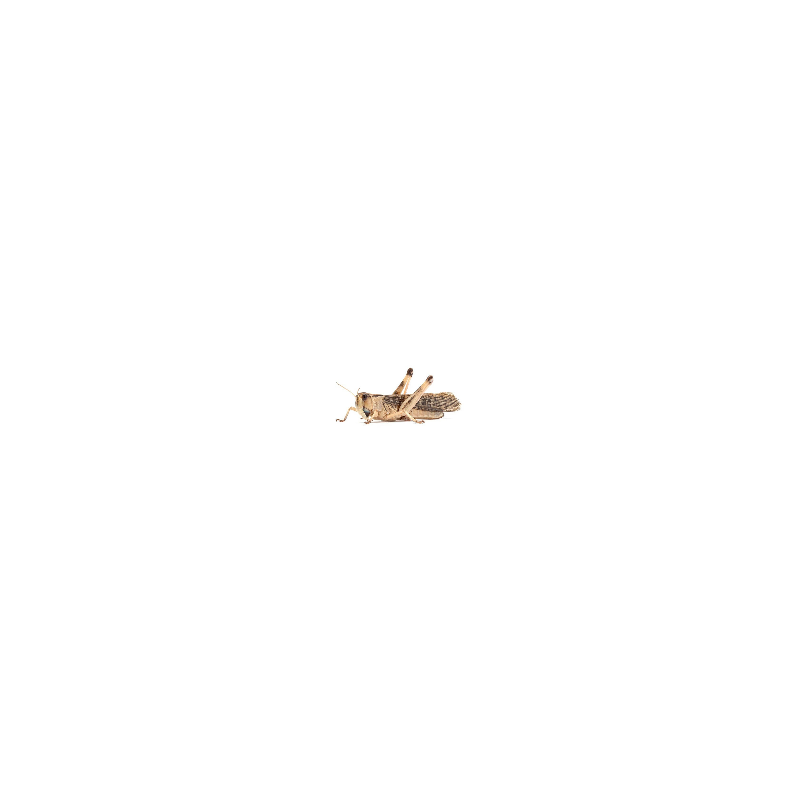 Criquet migrateur adulte en vente pour nourrir votre reptile