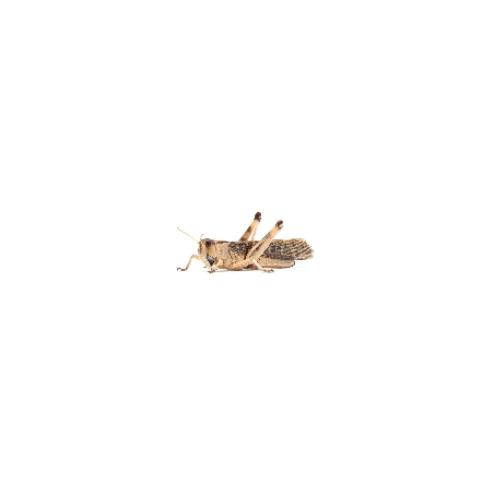 Criquet migrateur adulte en vente pour nourrir votre reptile