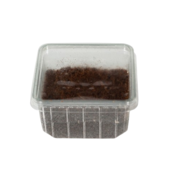 Achat Cloportes tropicaux vivants pour terrariums