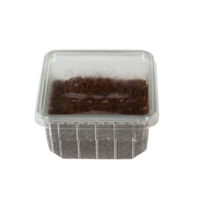Achat Cloportes tropicaux vivants pour terrariums