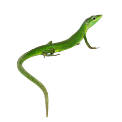 Achat en ligne lézard vert longue queue Takydromus Dorsalis