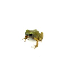 Vente grenouille Dendrobate Auratus