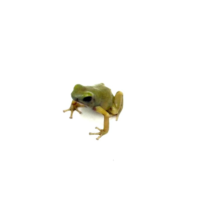 Vente grenouille Dendrobate Auratus