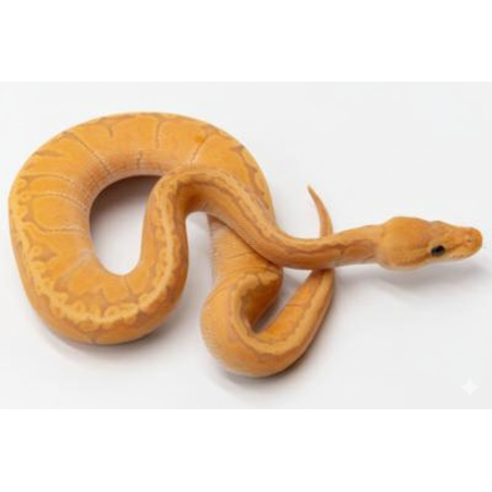 Vente Python Royal Banana Pinstripe GHI en ligne