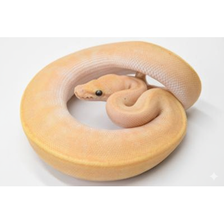 Achat en ligne Python Royal Banana Pinstripe Mojave GHI