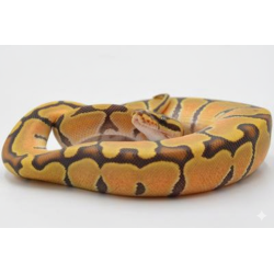 Python Regius Enchi Hypo en ligne