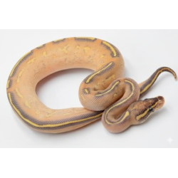 Achat en ligne python royal Highway Gravel Yellow Belly