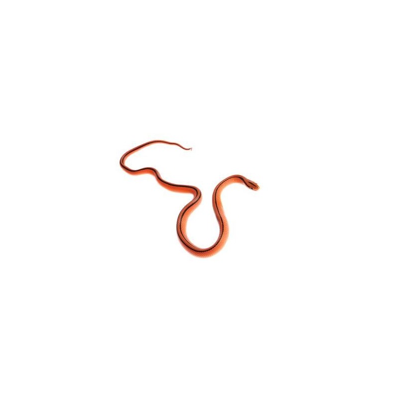 Couleuvre des Bambous Coxi serpent calme et discret