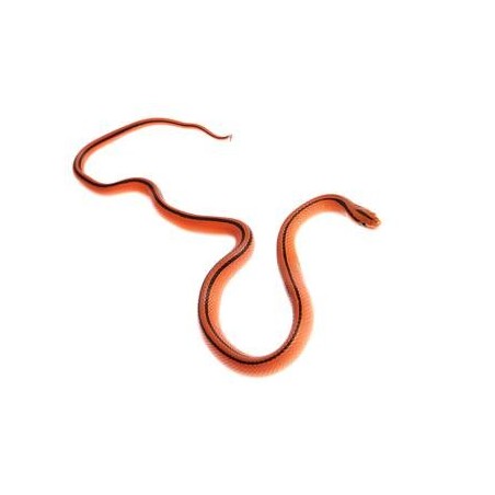 Couleuvre des Bambous Coxi serpent calme et discret