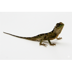 Lézard Vert des Montagnes vente en ligne