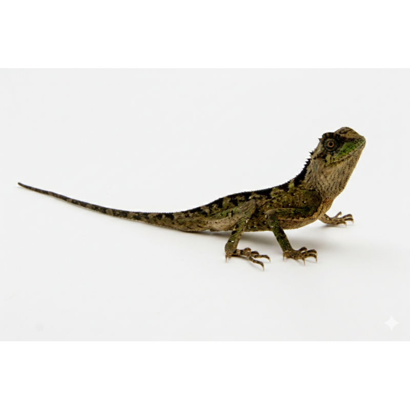 Lézard Vert des Montagnes vente en ligne