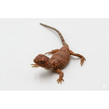 Tympanocryptis centralis dragon désert vente