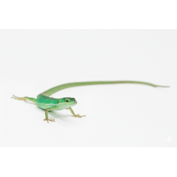 Lézard Vert à Longue Queue pas cher en ligne