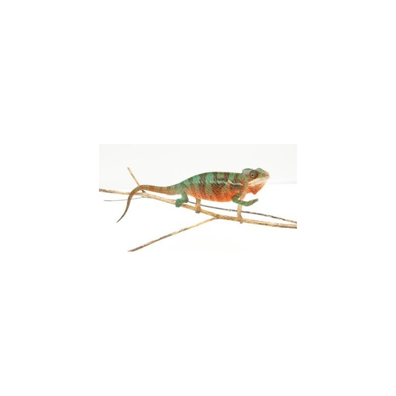 Vente en ligne femelle caméléon panthère Ambilobe Red Bar