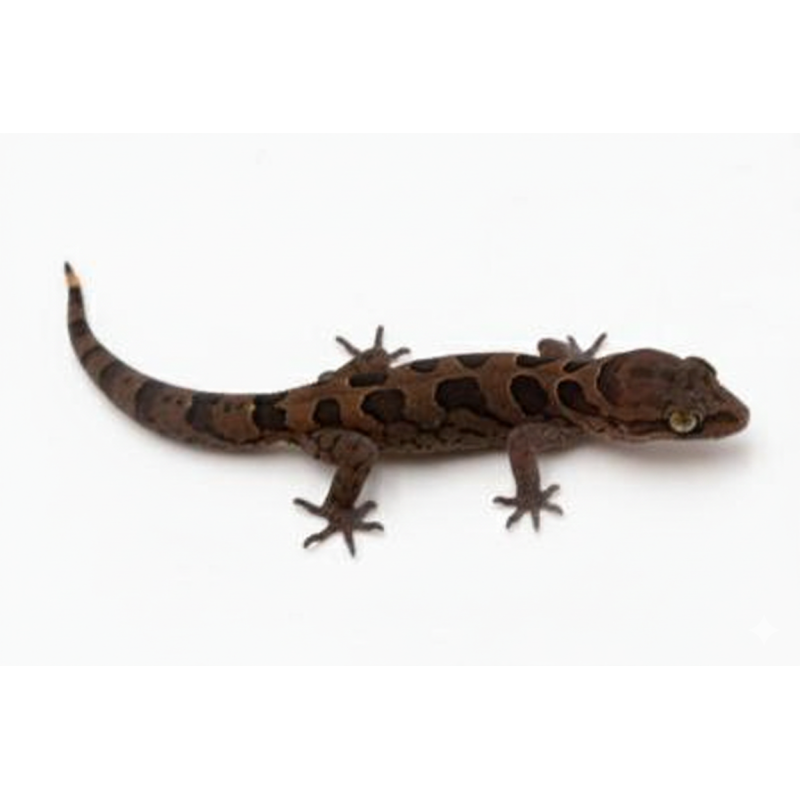 Achat en ligne gecko Cyrtodactylus nebulosus indien