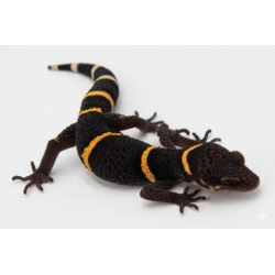 Achat Goniurosaurus hainanensis pas cher en ligne