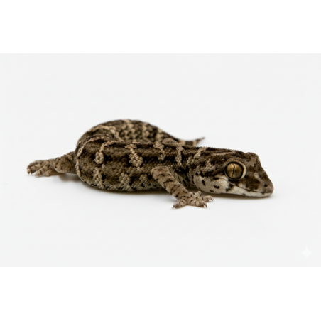 Vente en ligne gecko vipère Hemidactylus Imbricatus