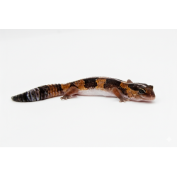 Achat en ligne gecko queue grasse africain calme