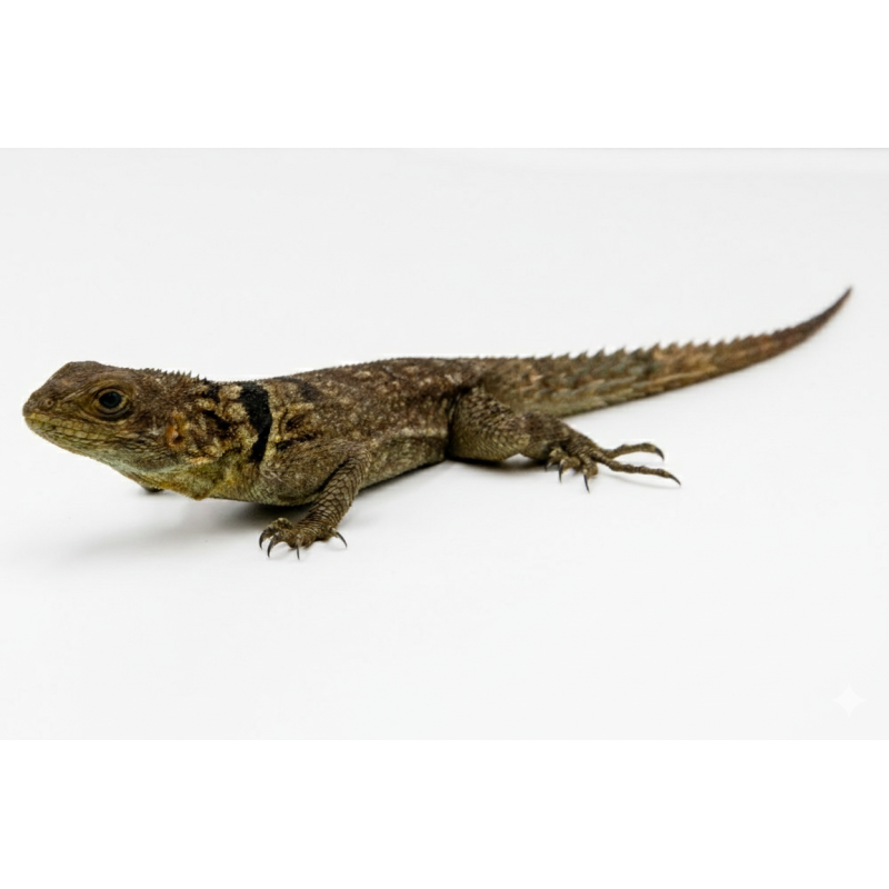 Iguane à Queue Epineuse de Cuvier achat en ligne