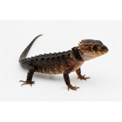 Tribolonotus gracilis NC 2024 reptile rare pas cher