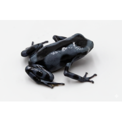 Dendrobate auratus Blue Black en vente grenouille tropicale