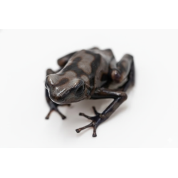 Dendrobate auratus Pena Blanca grenouille tropicale en vente