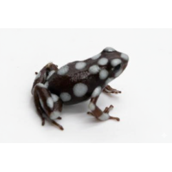 Excidobates mysteriosus en vente, Dendrobate rare et tropicale