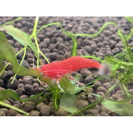 Achat en ligne crevette Red Fire rouge intense pas cher