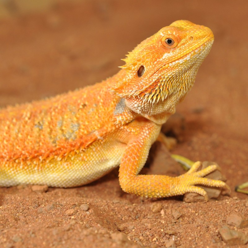 Vente substrat reptile désertique Bearded Dragons Bedding